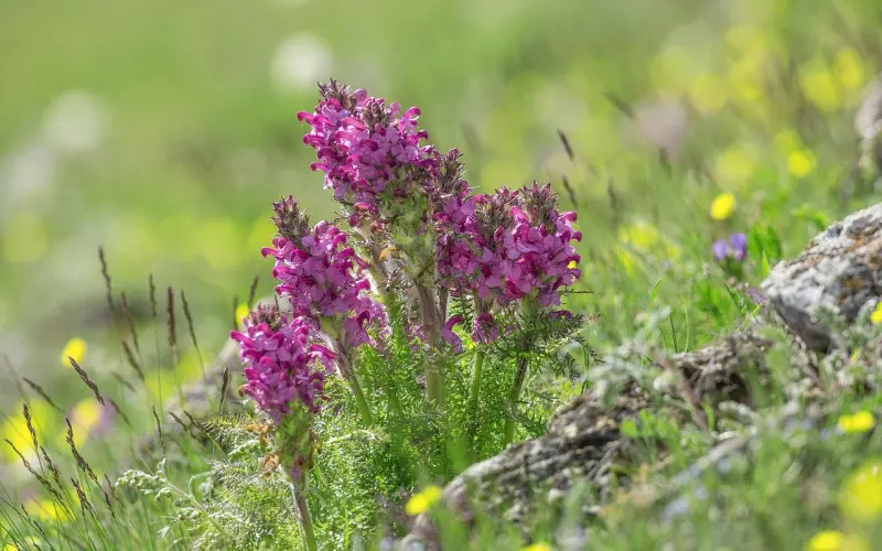 为啥就要挽回前任却选择了放弃，原因竟然因为这个？