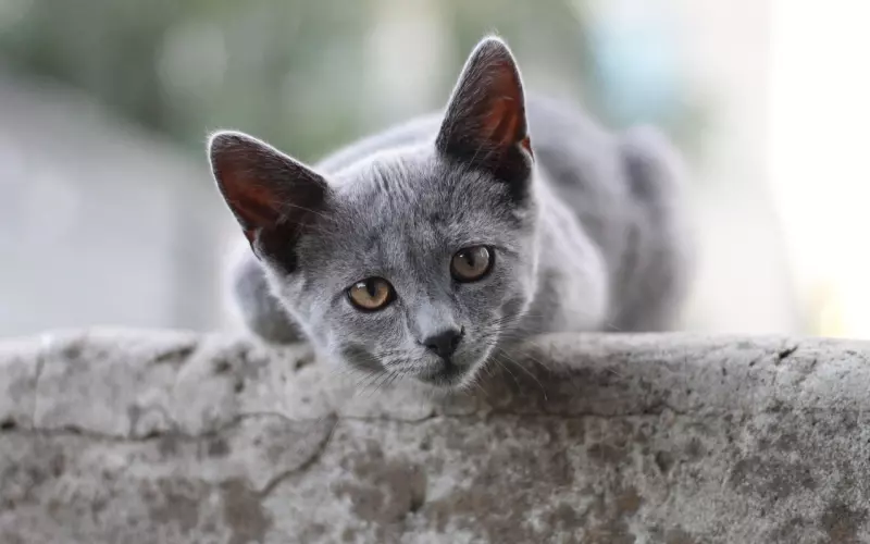 为什么我遇到的男孩子都是短择