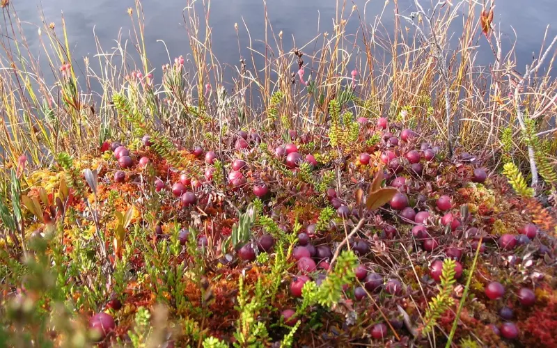 为什么福报越修越少？