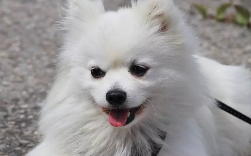 为什么舔狗的爱情最后都没有好下场？原因在这里！