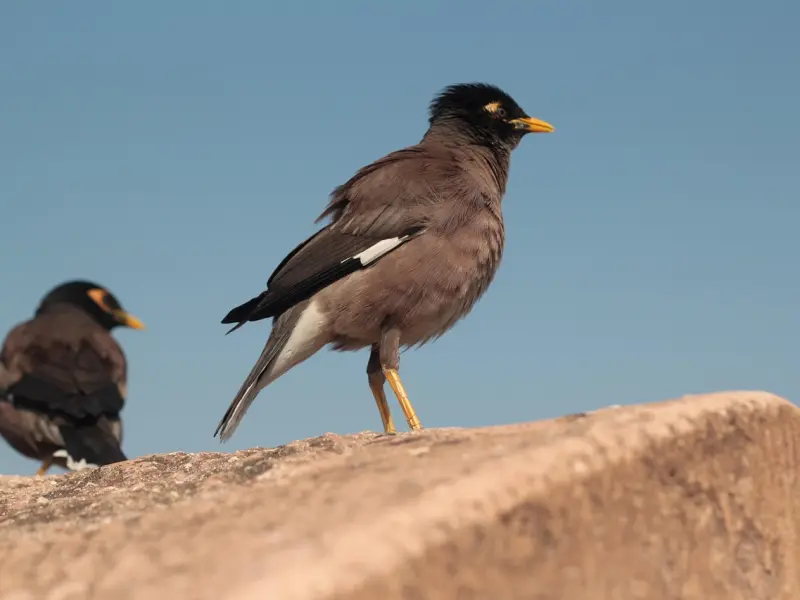 为什么前任总是不肯复合？
