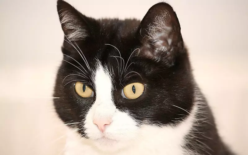 为什么全心全意地挽回女友却不为所动