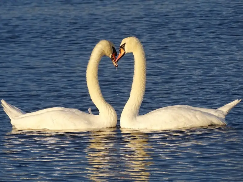 挽回爱情之为什么你要把自己的爱情“作”死？