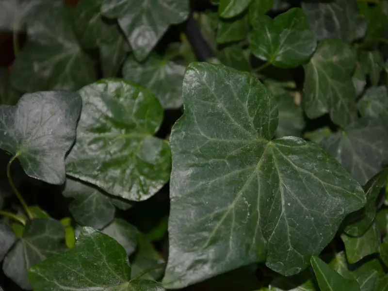 为什么你的表白总是失败？