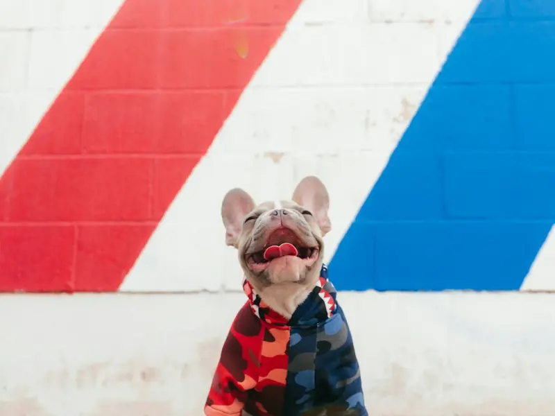 为何备受关注的爱情往往更快的感情破裂