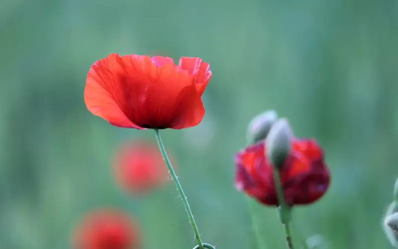 为什么一般情况下是不能离婚的？