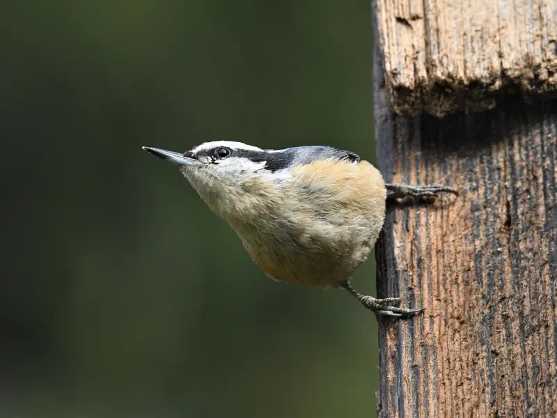 男人为什么会有婚外情，无非就是这五个原因！