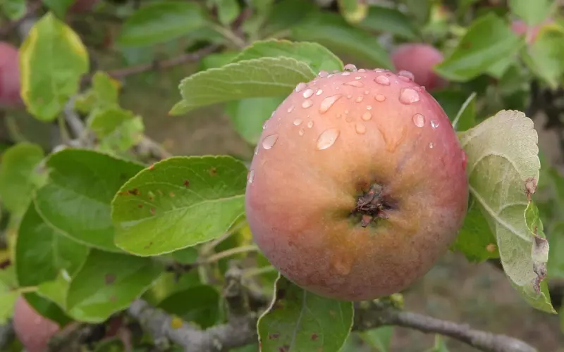 为什么开始他对你百依百顺，现在却对你爱理不理？