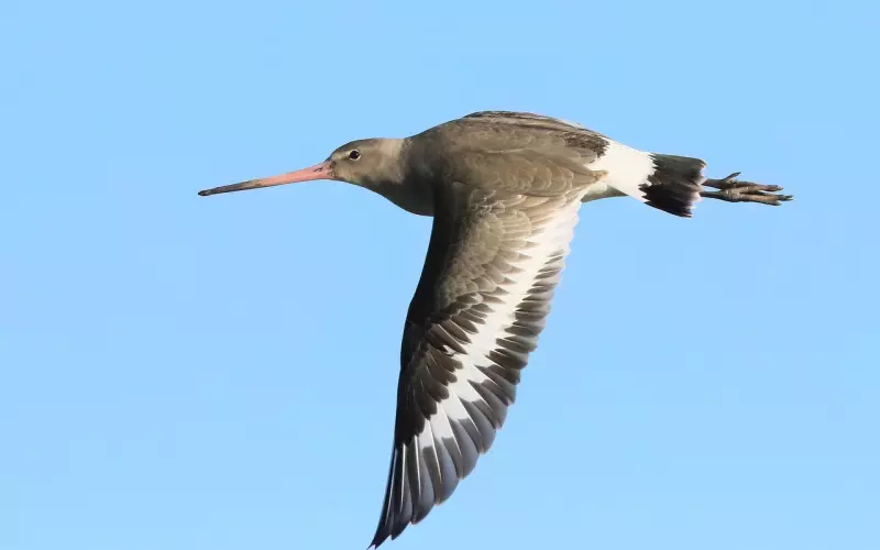 前男友为什么会拉黑你？被拉黑还能挽回吗？