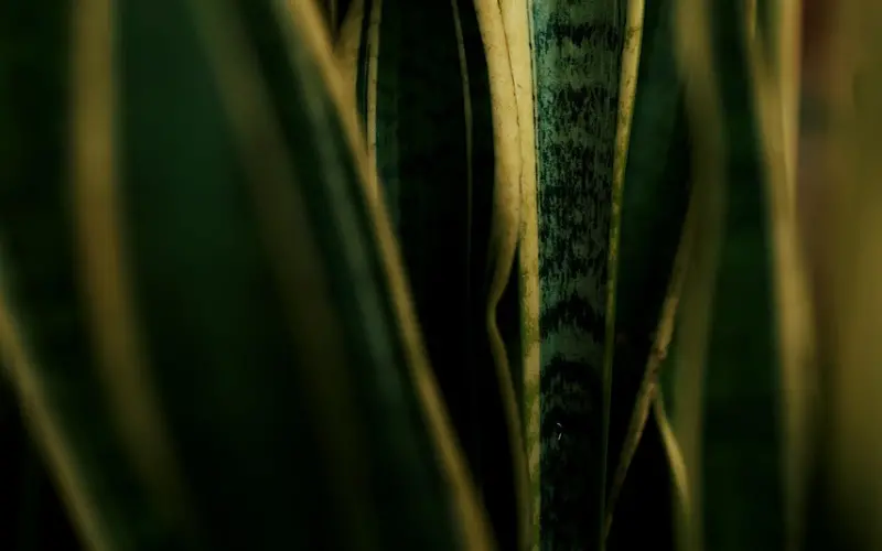 老婆远比婆婆更重要