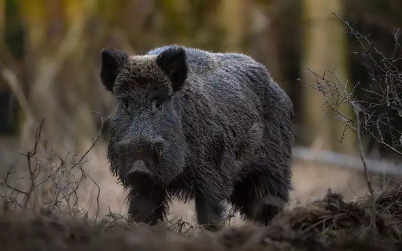 野猪王Luang Phor Seng龙婆盛
