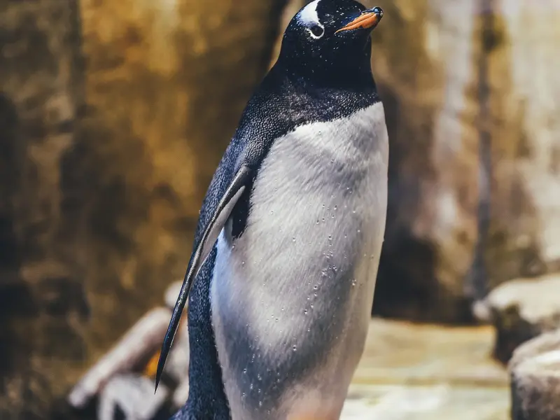 女生挽回男生会不会不被珍惜