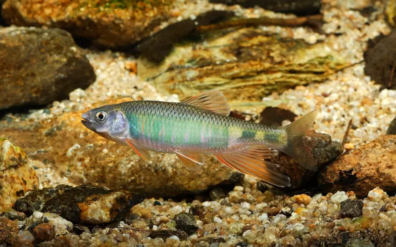 双鱼座会和前任复合吗？