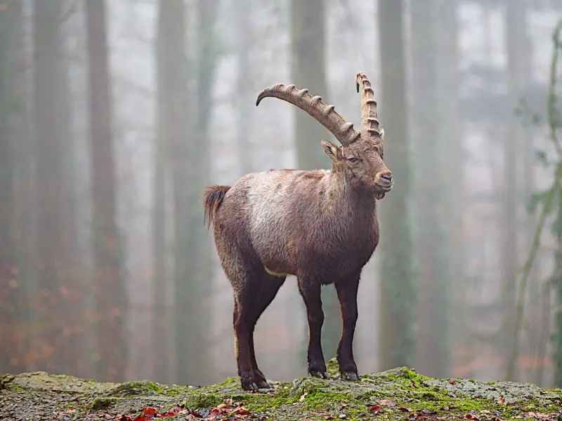 挽回摩羯座女友：挽回摩羯座女友的最好方式，挽回女友