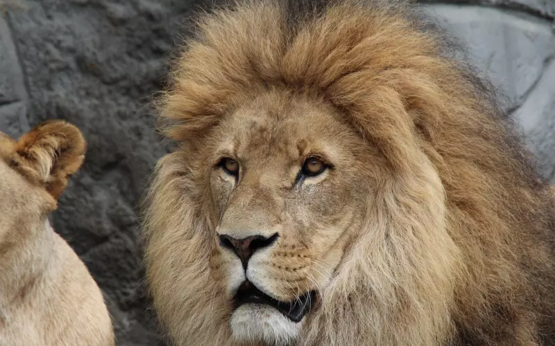 挽回狮子座男友：为什么狮子座男友会慢慢变心？该如何挽回