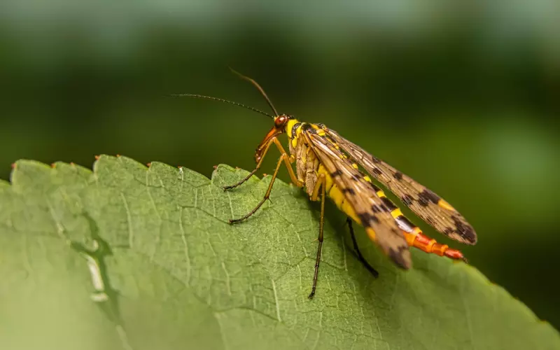 挽回天蝎座：让蝎子尾巴不忍心扎伤你，已成功10147次