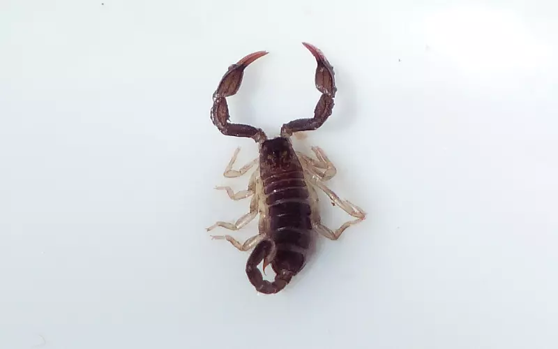 挽回天蝎男？天蝎对於自己都很苛刻，怎样让他死心塌地？