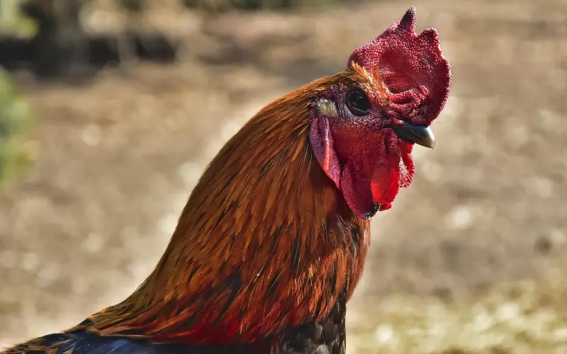 挽回金牛男：分手后怎么跟金牛男复合，挽回金牛男的心