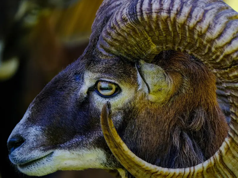 挽回白羊座女友的心：三个方面，让白羊座女友主动求复合