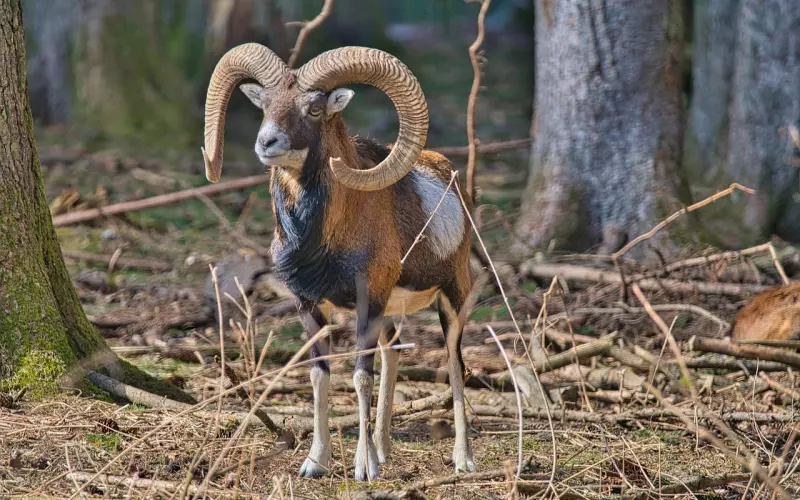 挽回白羊座男友？分了怎么挽回男友，有怎么能让他对你死心塌地呢