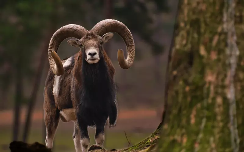 挽回白羊座男友