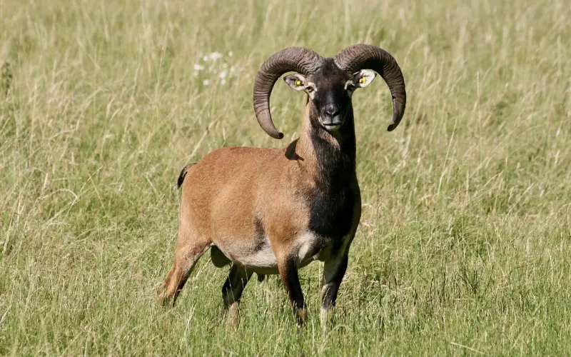 挽回白羊座女友？和前女友分手想挽回,最新挽回技巧攻略