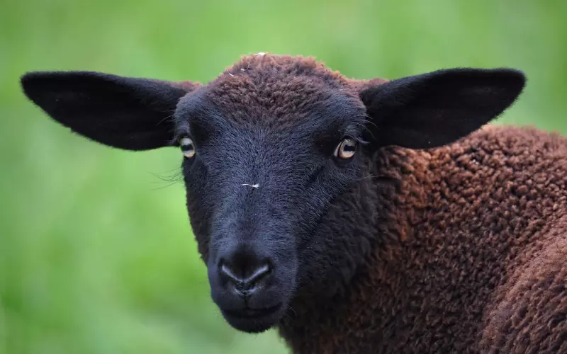 挽回白羊座女友：怎样挽回女友，被拉黑后的挽回技巧