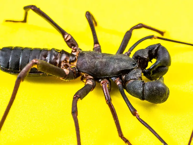 挽回男友：天蝎座男友闹翻怎么挽回