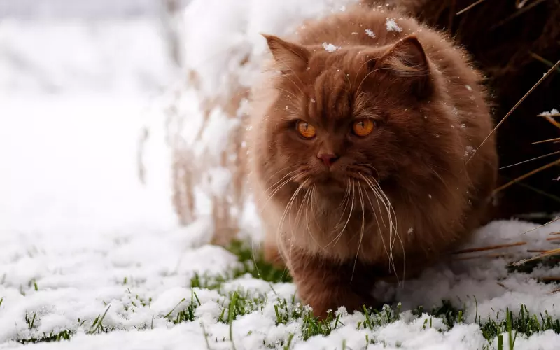 挽回男友：如何把短择转变为长择？