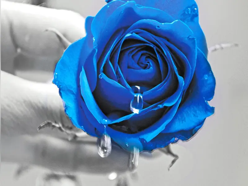 挽回巨蟹座前任：男朋友的爱情就这样放弃不甘心？