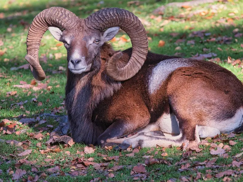 挽回前男友：分手后还有机会挽回白羊座前男友？