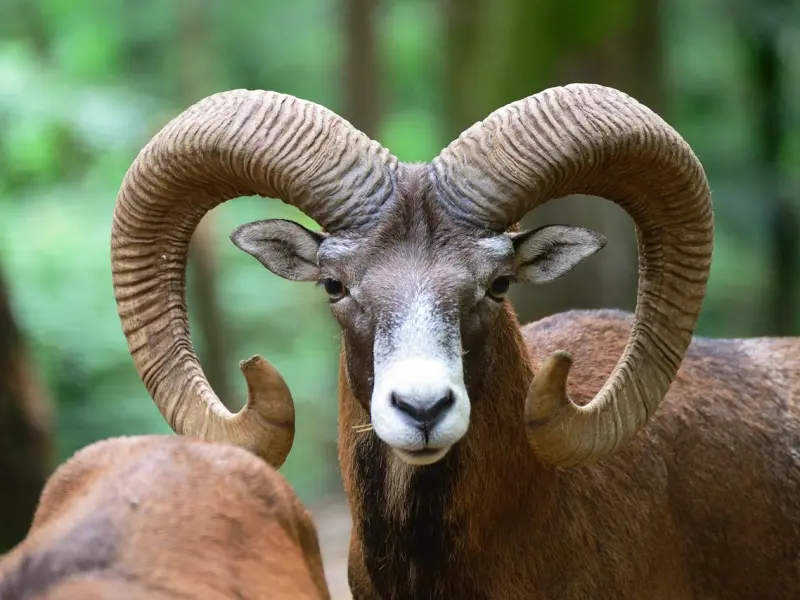 挽回前男友：和白羊座男友分手后怎么挽回？分享挽回爱情的方法