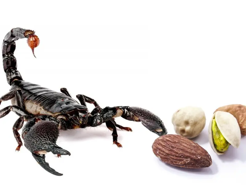 挽回前男友：如何挽回天蝎座 ，挽回天蝎绝招秘籍