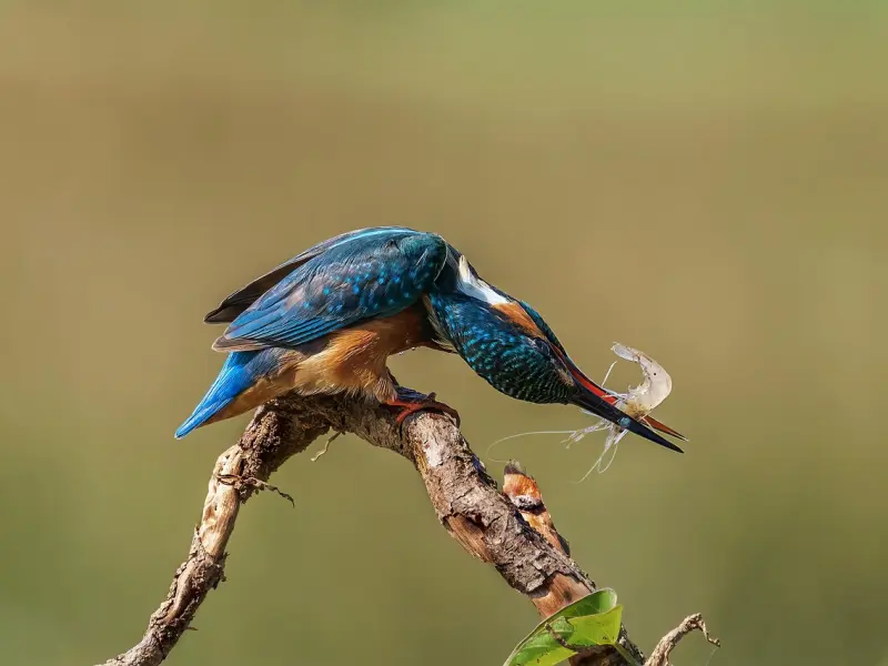 挽回前任：抓住前任的心，不怕他不回来