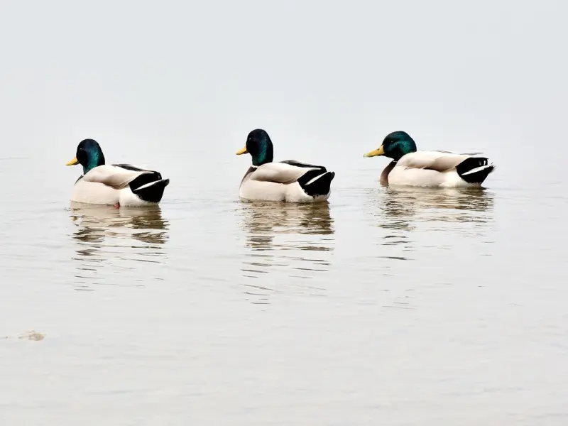 挽回前任：三个心理学，助你重拾信心，挽回必然轻而易举