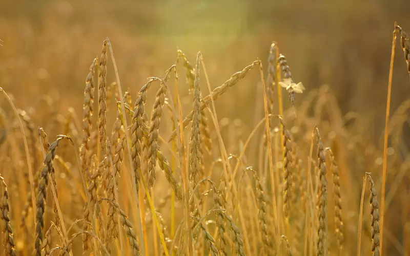 挽回女友：好感度建设助你再次收获爱情