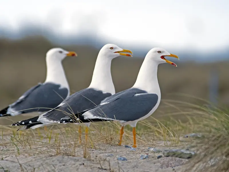 挽回女友：怎么挽回女朋友， 记住这三个步骤很重要