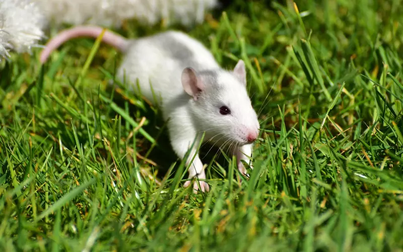 挽回老公：分离小三需要智取，方法很重要！