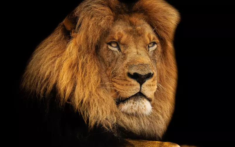 挽回狮子座男友：狮子座男友分手之后的挽回步骤，该怎么挽回男友的心