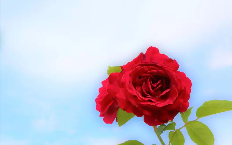 挽回爱人，拒绝受害者心态