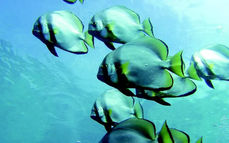 挽回双鱼座男友？挽回双鱼座男友全攻略