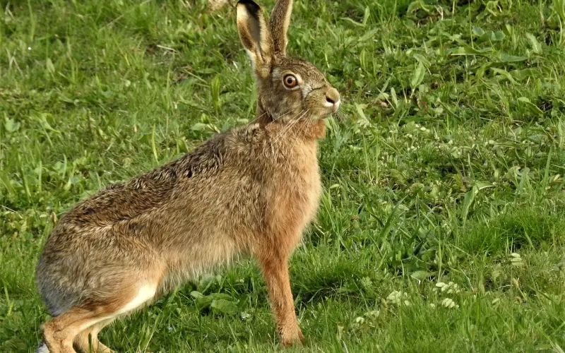 挽回天枰座的心;分手后该怎么挽回天秤座男友