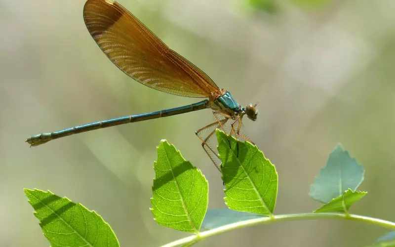 挽回处女座女友的心？好胜的处女女十分讨厌别人怀疑自己的能力