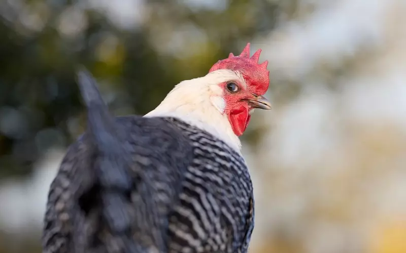 挽回男友：如何让男友主动回头