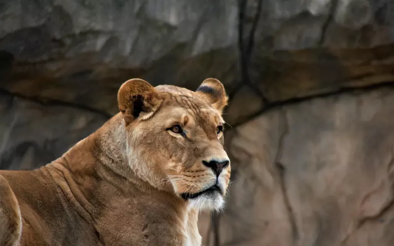 挽回女友：这几个表现说明狮子女还爱你