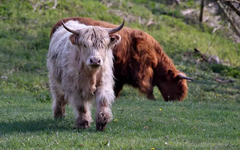 挽回女友：她是爱我的人还是只想找个人帮她干活