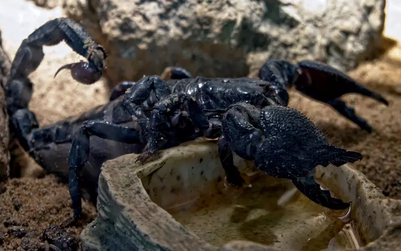 挽回天蝎座男友：该怎么做才能成功挽回天蝎男