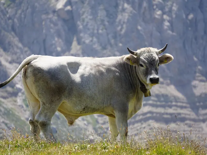 挽回金牛座男友：如何挽回与坚决分手的金牛座男友