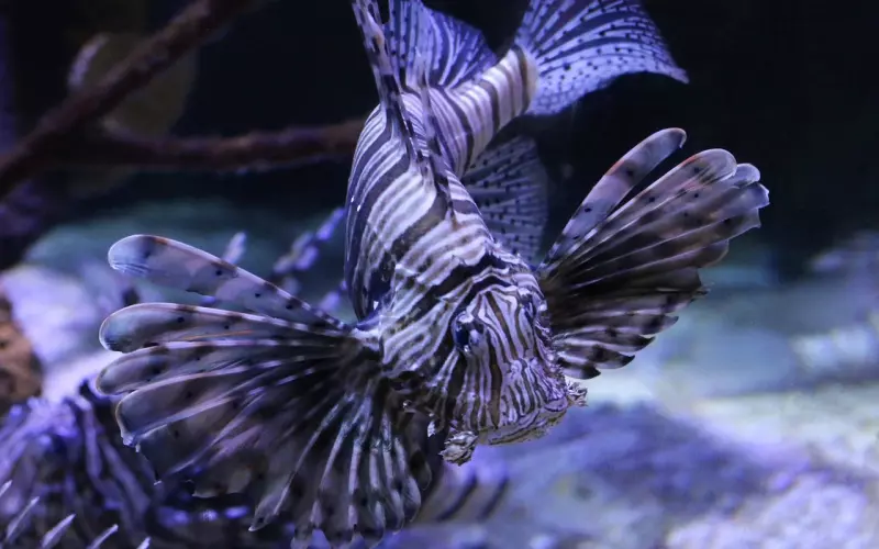 挽回双鱼座男友：多情的双鱼移情别恋该怎么挽回？