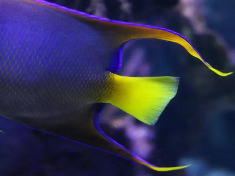 挽回双鱼座男友：伤到双鱼座的心了怎么挽回，双鱼座男生不爱你可以挽回吗